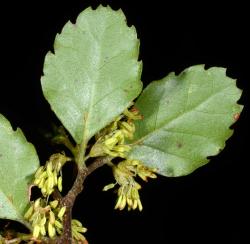 Fuscospora fusca: branchlet with male dichasia (abaxial leaf-lamina showing domatia).
 Image: P.B. Heenan © Landcare Research 2015 CC BY 3.0 NZ